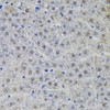 Immunohistochemistry of paraffin-embedded rat liver using SNRPA Antibody (22-200) at dilution of 1:100 (40x lens) .