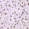 Immunohistochemistry of paraffin-embedded mouse liver using SSRP1 antibody (22-202) at dilution of 1:200 (40x lens) .