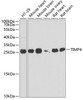 Western blot analysis of extracts of various cell lines, using TIMP4 antibody (22-204) at 1:1000 dilution.<br/>Secondary antibody: HRP Goat Anti-Rabbit IgG (H+L) at 1:10000 dilution.<br/>Lysates/proteins: 25ug per lane.<br/>Blocking buffer: 3% nonfat dry milk in TBST.<br/>Detection: ECL Basic Kit.<br/>Exposure time: 90s.