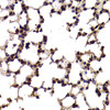 Immunohistochemistry of paraffin-embedded mouse lung using SF1 Antibody (22-210) at dilution of 1:100 (40x lens) .