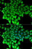 Immunofluorescence analysis of MCF7 cells using RNGTT antibody (22-217) . Blue: DAPI for nuclear staining.