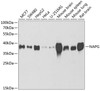 Western blot analysis of extracts of various cell lines, using NAPG antibody (22-218) at 1:1000 dilution._Secondary antibody: HRP Goat Anti-Rabbit IgG (H+L) at 1:10000 dilution._Lysates/proteins: 25ug per lane._Blocking buffer: 3% nonfat dry milk in TBST._Detection: ECL Basic Kit._Exposure time: 90s.