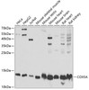 Western blot analysis of extracts of various cell lines, using COX5A Antibody (22-221) at 1:1000 dilution.<br/>Secondary antibody: HRP Goat Anti-Rabbit IgG (H+L) at 1:10000 dilution.<br/>Lysates/proteins: 25ug per lane.<br/>Blocking buffer: 3% nonfat dry milk in TBST.<br/>Detection: ECL Basic Kit.<br/>Exposure time: 30s.