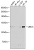 Western blot analysis of extracts of various cell lines, using UBE3C antibody (22-225) at 1:1000 dilution.<br/>Secondary antibody: HRP Goat Anti-Rabbit IgG (H+L) at 1:10000 dilution.<br/>Lysates/proteins: 25ug per lane.<br/>Blocking buffer: 3% nonfat dry milk in TBST.<br/>Detection: ECL Basic Kit.<br/>Exposure time: 90s.