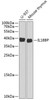 Western blot analysis of extracts of various cell lines, using IL18BP antibody (22-228) at 1:1000 dilution.<br/>Secondary antibody: HRP Goat Anti-Rabbit IgG (H+L) at 1:10000 dilution.<br/>Lysates/proteins: 25ug per lane.<br/>Blocking buffer: 3% nonfat dry milk in TBST.<br/>Detection: ECL Basic Kit.<br/>Exposure time: 90s.