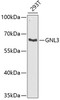 Western blot analysis of extracts of 293T cells, using GNL3 antibody (22-239) at 1:1000 dilution.<br/>Secondary antibody: HRP Goat Anti-Rabbit IgG (H+L) at 1:10000 dilution.<br/>Lysates/proteins: 25ug per lane.<br/>Blocking buffer: 3% nonfat dry milk in TBST.<br/>Detection: ECL Basic Kit.<br/>Exposure time: 90s.