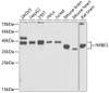 Western blot analysis of extracts of various cell lines, using NRBF2 antibody (22-242) at 1:1000 dilution._Secondary antibody: HRP Goat Anti-Rabbit IgG (H+L) at 1:10000 dilution._Lysates/proteins: 25ug per lane._Blocking buffer: 3% nonfat dry milk in TBST._Detection: ECL Enhanced Kit._Exposure time: 90s.