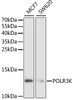 Western blot analysis of extracts of various cell lines, using POLR3K antibody (22-246) at 1:1000 dilution.<br/>Secondary antibody: HRP Goat Anti-Rabbit IgG (H+L) at 1:10000 dilution.<br/>Lysates/proteins: 25ug per lane.<br/>Blocking buffer: 3% nonfat dry milk in TBST.<br/>Detection: ECL Basic Kit.<br/>Exposure time: 90s.