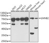 Western blot analysis of extracts of various cell lines, using LMNB2 antibody (22-257) at 1:1000 dilution.<br/>Secondary antibody: HRP Goat Anti-Rabbit IgG (H+L) at 1:10000 dilution.<br/>Lysates/proteins: 25ug per lane.<br/>Blocking buffer: 3% nonfat dry milk in TBST.<br/>Detection: ECL Enhanced Kit.<br/>Exposure time: 90s.