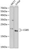 Western blot analysis of extracts of various cell lines, using CGB5 antibody (22-259) at 1:1000 dilution.<br/>Secondary antibody: HRP Goat Anti-Rabbit IgG (H+L) at 1:10000 dilution.<br/>Lysates/proteins: 25ug per lane.<br/>Blocking buffer: 3% nonfat dry milk in TBST.<br/>Detection: ECL Enhanced Kit.<br/>Exposure time: 90s.