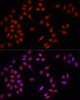 Immunofluorescence analysis of HeLa cells using PRDM14 antibody (22-270) at dilution of 1:100. Blue: DAPI for nuclear staining.