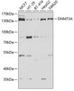 Western blot analysis of extracts of various cell lines, using DNMT3A antibody (22-271) at 1:1000 dilution.<br/>Secondary antibody: HRP Goat Anti-Rabbit IgG (H+L) at 1:10000 dilution.<br/>Lysates/proteins: 25ug per lane.<br/>Blocking buffer: 3% nonfat dry milk in TBST.