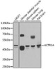 Western blot analysis of extracts of various cell lines, using ACTR1A antibody (22-277) at 1:1000 dilution.<br/>Secondary antibody: HRP Goat Anti-Rabbit IgG (H+L) at 1:10000 dilution.<br/>Lysates/proteins: 25ug per lane.<br/>Blocking buffer: 3% nonfat dry milk in TBST.<br/>Detection: ECL Basic Kit.<br/>Exposure time: 5s.