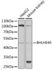 Western blot analysis of extracts of various cell lines, using BHLHE40 antibody (22-292) at 1:1000 dilution.<br/>Secondary antibody: HRP Goat Anti-Rabbit IgG (H+L) at 1:10000 dilution.<br/>Lysates/proteins: 25ug per lane.<br/>Blocking buffer: 3% nonfat dry milk in TBST.<br/>Detection: ECL Basic Kit.<br/>Exposure time: 90s.