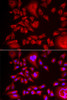 Immunofluorescence analysis of HeLa cells using BLMH antibody (22-293) . Blue: DAPI for nuclear staining.
