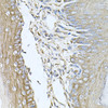 Immunohistochemistry of paraffin-embedded mouse skin using CALU antibody (22-295) at dilution of 1:100 (40x lens) .