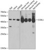 Western blot analysis of extracts of various cell lines, using CCBL1 Antibody (22-298) at 1:1000 dilution.<br/>Secondary antibody: HRP Goat Anti-Rabbit IgG (H+L) at 1:10000 dilution.<br/>Lysates/proteins: 25ug per lane.<br/>Blocking buffer: 3% nonfat dry milk in TBST.<br/>Detection: ECL Basic Kit.<br/>Exposure time: 90s.