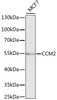 Western blot analysis of extracts of MCF7 cells, using CCM2 antibody (22-300) at 1:1000 dilution.<br/>Secondary antibody: HRP Goat Anti-Rabbit IgG (H+L) at 1:10000 dilution.<br/>Lysates/proteins: 25ug per lane.<br/>Blocking buffer: 3% nonfat dry milk in TBST.<br/>Detection: ECL Basic Kit.<br/>Exposure time: 90s.