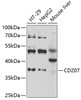 Western blot analysis of extracts of various cell lines, using CD207 antibody (22-308) at 1:1000 dilution.<br/>Secondary antibody: HRP Goat Anti-Rabbit IgG (H+L) at 1:10000 dilution.<br/>Lysates/proteins: 25ug per lane.<br/>Blocking buffer: 3% nonfat dry milk in TBST.<br/>Detection: ECL Basic Kit.<br/>Exposure time: 90s.