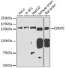 Western blot analysis of extracts of various cell lines, using CENPC antibody (22-310) at 1:1000 dilution.<br/>Secondary antibody: HRP Goat Anti-Rabbit IgG (H+L) at 1:10000 dilution.<br/>Lysates/proteins: 25ug per lane.<br/>Blocking buffer: 3% nonfat dry milk in TBST.<br/>Detection: ECL Basic Kit.<br/>Exposure time: 90s.