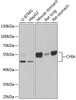 Western blot analysis of extracts of various cell lines, using CHIA antibody (22-311) at 1:1000 dilution.<br/>Secondary antibody: HRP Goat Anti-Rabbit IgG (H+L) at 1:10000 dilution.<br/>Lysates/proteins: 25ug per lane.<br/>Blocking buffer: 3% nonfat dry milk in TBST.<br/>Detection: ECL Enhanced Kit.<br/>Exposure time: 90s.