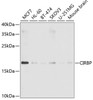 Western blot analysis of extracts of various cell lines, using CIRBP antibody (22-312) at 1:1000 dilution.<br/>Secondary antibody: HRP Goat Anti-Rabbit IgG (H+L) at 1:10000 dilution.<br/>Lysates/proteins: 25ug per lane.<br/>Blocking buffer: 3% nonfat dry milk in TBST.<br/>Detection: ECL Enhanced Kit.<br/>Exposure time: 90s.