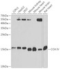 Western blot analysis of extracts of various cell lines, using COX IV Antibody (22-315) at 1:1000 dilution.<br/>Secondary antibody: HRP Goat Anti-Rabbit IgG (H+L) at 1:10000 dilution.<br/>Lysates/proteins: 25ug per lane.<br/>Blocking buffer: 3% nonfat dry milk in TBST.<br/>Detection: ECL Basic Kit.<br/>Exposure time: 15s.