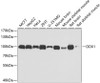 Western blot analysis of extracts of various cell lines, using DDX1 antibody (22-324) at 1:1000 dilution.<br/>Secondary antibody: HRP Goat Anti-Rabbit IgG (H+L) at 1:10000 dilution.<br/>Lysates/proteins: 25ug per lane.<br/>Blocking buffer: 3% nonfat dry milk in TBST.<br/>Detection: ECL Basic Kit.<br/>Exposure time: 10s.