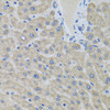 Immunohistochemistry of paraffin-embedded human liver using EIF2S3 antibody (22-329) at dilution of 1:100 (40x lens) .