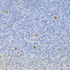 Immunohistochemistry of paraffin-embedded human tonsil using FCN1 Antibody (22-334) at dilution of 1:100 (40x lens) .