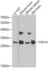 Western blot analysis of extracts of various cell lines, using FGF14 antibody (22-335) at 1:1000 dilution.<br/>Secondary antibody: HRP Goat Anti-Rabbit IgG (H+L) at 1:10000 dilution.<br/>Lysates/proteins: 25ug per lane.<br/>Blocking buffer: 3% nonfat dry milk in TBST.<br/>Detection: ECL Basic Kit.<br/>Exposure time: 90s.