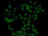 Immunofluorescence analysis of U2OS cells using FGF14 antibody (22-335) .