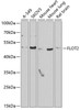 Western blot analysis of extracts of various cell lines, using FLOT2 antibody (22-336) at 1:1000 dilution.<br/>Secondary antibody: HRP Goat Anti-Rabbit IgG (H+L) at 1:10000 dilution.<br/>Lysates/proteins: 25ug per lane.<br/>Blocking buffer: 3% nonfat dry milk in TBST.<br/>Detection: ECL Basic Kit.<br/>Exposure time: 90s.