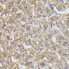 Immunohistochemistry of paraffin-embedded human liver using GATM Antibody (22-341) at dilution of 1:100 (40x lens) .