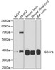 Western blot analysis of extracts of various cell lines, using GDAP1 antibody (22-343) at 1:1000 dilution.<br/>Secondary antibody: HRP Goat Anti-Rabbit IgG (H+L) at 1:10000 dilution.<br/>Lysates/proteins: 25ug per lane.<br/>Blocking buffer: 3% nonfat dry milk in TBST.<br/>Detection: ECL Basic Kit.<br/>Exposure time: 90s.