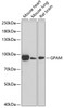 Western blot analysis of extracts of various cell lines, using GPAM antibody (22-348) at 1:1000 dilution.<br/>Secondary antibody: HRP Goat Anti-Rabbit IgG (H+L) at 1:10000 dilution.<br/>Lysates/proteins: 25ug per lane.<br/>Blocking buffer: 3% nonfat dry milk in TBST.<br/>Detection: ECL Basic Kit.<br/>Exposure time: 30s.