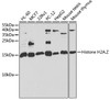 Western blot analysis of extracts of various cell lines, using H2AFZ antibody (22-352) at 1:1000 dilution.<br/>Secondary antibody: HRP Goat Anti-Rabbit IgG (H+L) at 1:10000 dilution.<br/>Lysates/proteins: 25ug per lane.<br/>Blocking buffer: 3% nonfat dry milk in TBST.<br/>Detection: ECL Basic Kit.<br/>Exposure time: 30s.