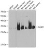 Western blot analysis of extracts of various cell lines, using HAGH antibody (22-353) at 1:1000 dilution.<br/>Secondary antibody: HRP Goat Anti-Rabbit IgG (H+L) at 1:10000 dilution.<br/>Lysates/proteins: 25ug per lane.<br/>Blocking buffer: 3% nonfat dry milk in TBST.<br/>Detection: ECL Basic Kit.<br/>Exposure time: 1s.