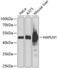 Western blot analysis of extracts of various cell lines, using HAPLN1 antibody (22-354) at 1:1000 dilution.<br/>Secondary antibody: HRP Goat Anti-Rabbit IgG (H+L) at 1:10000 dilution.<br/>Lysates/proteins: 25ug per lane.<br/>Blocking buffer: 3% nonfat dry milk in TBST.<br/>Detection: ECL Basic Kit.<br/>Exposure time: 90s.