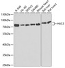 Western blot analysis of extracts of various cell lines, using HAS3 antibody (22-355) at 1:1000 dilution.<br/>Secondary antibody: HRP Goat Anti-Rabbit IgG (H+L) at 1:10000 dilution.<br/>Lysates/proteins: 25ug per lane.<br/>Blocking buffer: 3% nonfat dry milk in TBST.<br/>Detection: ECL Basic Kit.<br/>Exposure time: 90s.