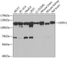 Western blot analysis of extracts of various cell lines, using HSPH1 antibody (22-359) at 1:1000 dilution.<br/>Secondary antibody: HRP Goat Anti-Rabbit IgG (H+L) at 1:10000 dilution.<br/>Lysates/proteins: 25ug per lane.<br/>Blocking buffer: 3% nonfat dry milk in TBST.<br/>Detection: ECL Basic Kit.<br/>Exposure time: 1s.