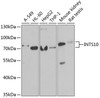 Western blot analysis of extracts of various cell lines, using INTS10 antibody (22-366) at 1:1000 dilution.<br/>Secondary antibody: HRP Goat Anti-Rabbit IgG (H+L) at 1:10000 dilution.<br/>Lysates/proteins: 25ug per lane.<br/>Blocking buffer: 3% nonfat dry milk in TBST.<br/>Detection: ECL Basic Kit.<br/>Exposure time: 90s.