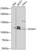 Western blot analysis of extracts of various cell lines, using KCNH1 antibody (22-369) at 1:1000 dilution.<br/>Secondary antibody: HRP Goat Anti-Rabbit IgG (H+L) at 1:10000 dilution.<br/>Lysates/proteins: 25ug per lane.<br/>Blocking buffer: 3% nonfat dry milk in TBST.<br/>Detection: ECL Basic Kit.<br/>Exposure time: 90s.