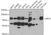 Western blot analysis of extracts of various cell lines, using KIF3A antibody (22-372) at 1:1000 dilution.<br/>Secondary antibody: HRP Goat Anti-Rabbit IgG (H+L) at 1:10000 dilution.<br/>Lysates/proteins: 25ug per lane.<br/>Blocking buffer: 3% nonfat dry milk in TBST.<br/>Detection: ECL Basic Kit.<br/>Exposure time: 90s.