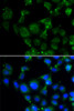 Immunofluorescence analysis of HeLa cells using MAPRE2 antibody (22-378) . Blue: DAPI for nuclear staining.
