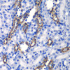 Immunohistochemistry of paraffin-embedded rat kidney using MATK antibody (22-380) at dilution of 1:100 (40x lens) .