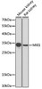 Western blot analysis of extracts of various cell lines, using MXI1 antibody (22-387) at 1:1000 dilution.<br/>Secondary antibody: HRP Goat Anti-Rabbit IgG (H+L) at 1:10000 dilution.<br/>Lysates/proteins: 25ug per lane.<br/>Blocking buffer: 3% nonfat dry milk in TBST.<br/>Detection: ECL Basic Kit.<br/>Exposure time: 90s.