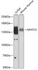 Western blot analysis of extracts of various cell lines, using NFATC3 antibody (22-392) at 1:500 dilution.<br/>Secondary antibody: HRP Goat Anti-Rabbit IgG (H+L) at 1:10000 dilution.<br/>Lysates/proteins: 25ug per lane.<br/>Blocking buffer: 3% nonfat dry milk in TBST.<br/>Detection: ECL Basic Kit.<br/>Exposure time: 10s.