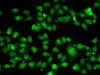 Immunofluorescence analysis of MCF7 cells using NR2C1 antibody (22-398) .