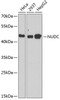 Western blot analysis of extracts of various cell lines, using NUDC antibody (22-400) at 1:1000 dilution.<br/>Secondary antibody: HRP Goat Anti-Rabbit IgG (H+L) at 1:10000 dilution.<br/>Lysates/proteins: 25ug per lane.<br/>Blocking buffer: 3% nonfat dry milk in TBST.<br/>Detection: ECL Basic Kit.<br/>Exposure time: 90s.